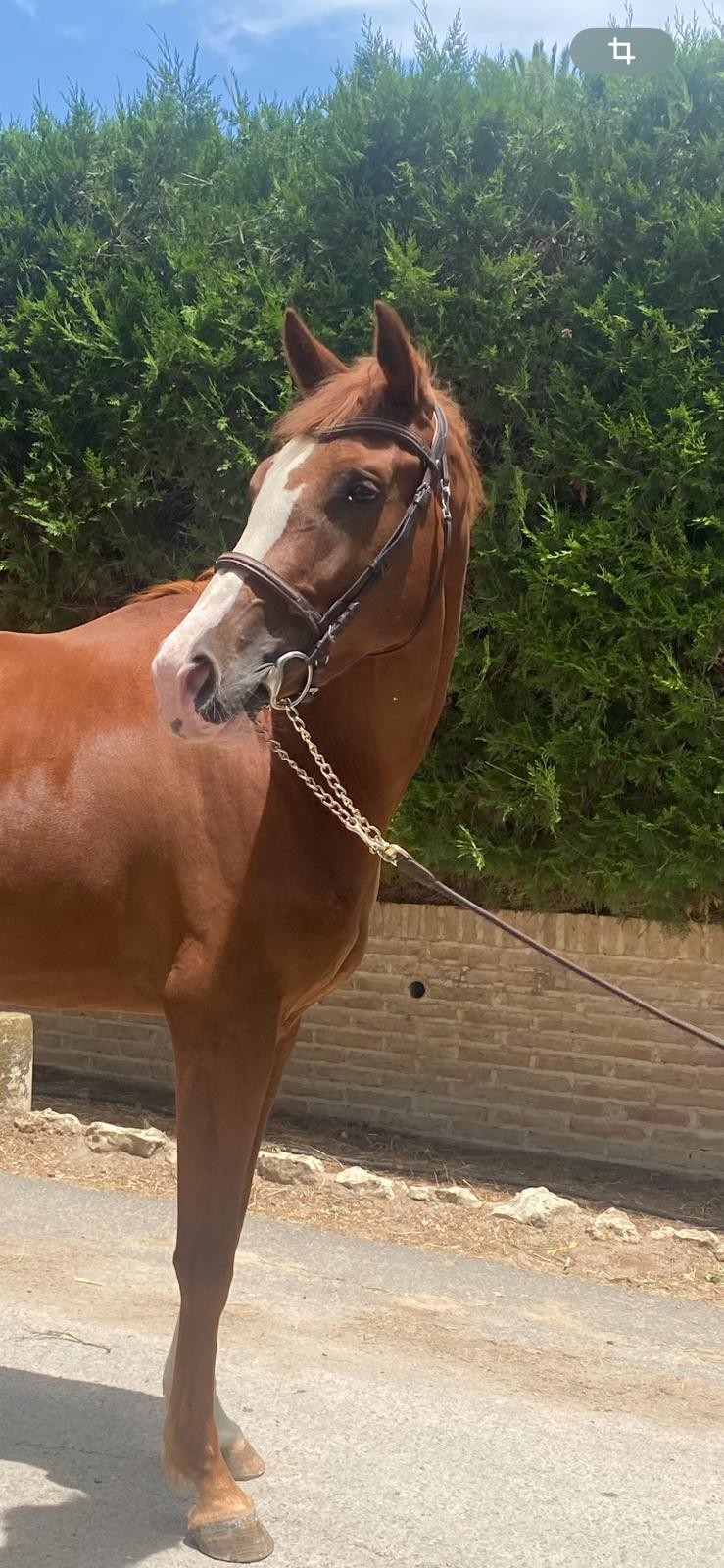 horse